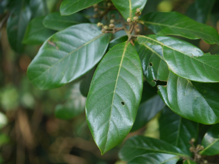 Литсея кубеба растение