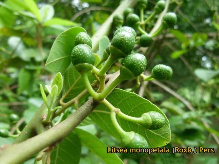 Cinnamomum glanduliferum