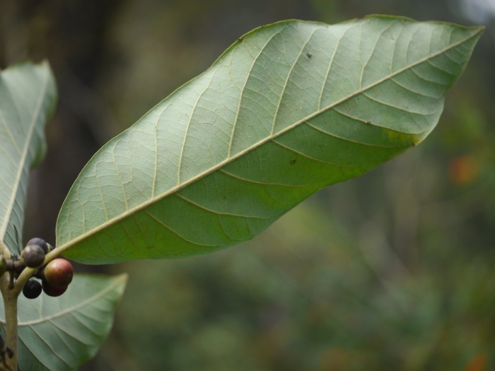 Фикус бенгальский альтиссима