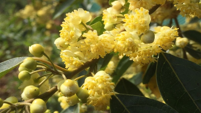 Лавр благородный (laurus nobilis)