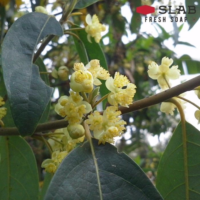 Литсеи кубеба