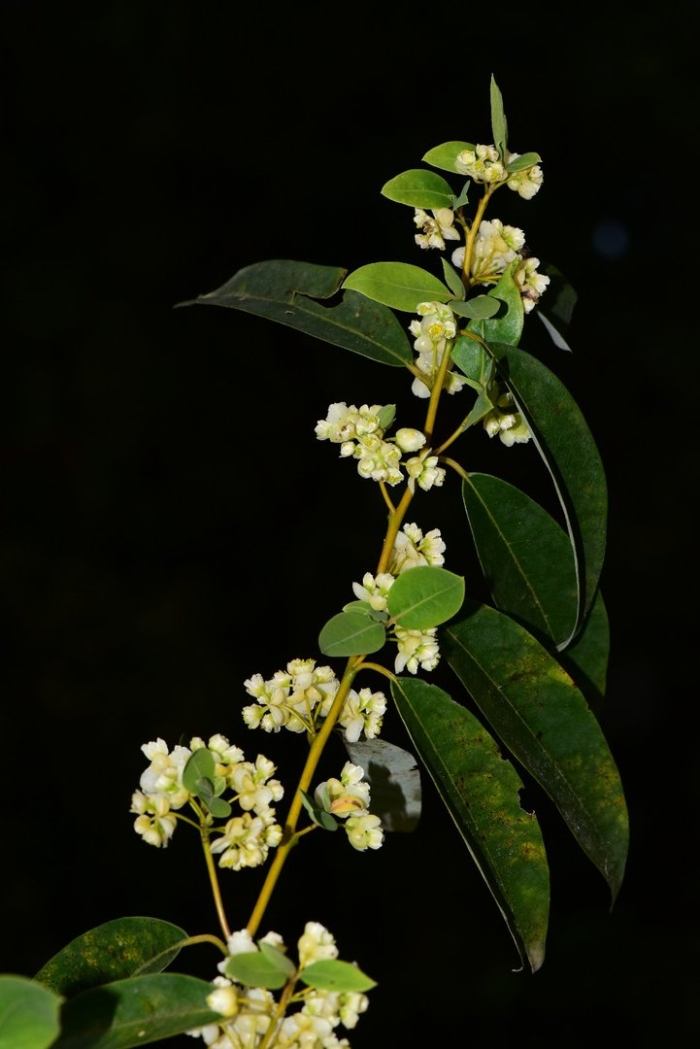 Exichorda racemosa