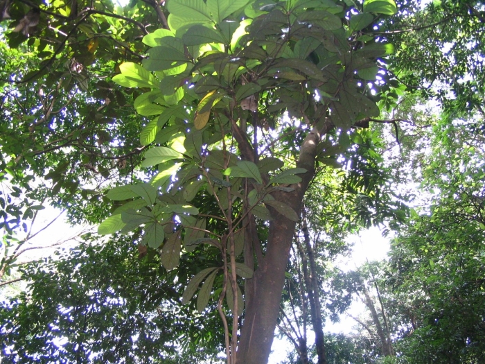 Дерево литсея кубеба