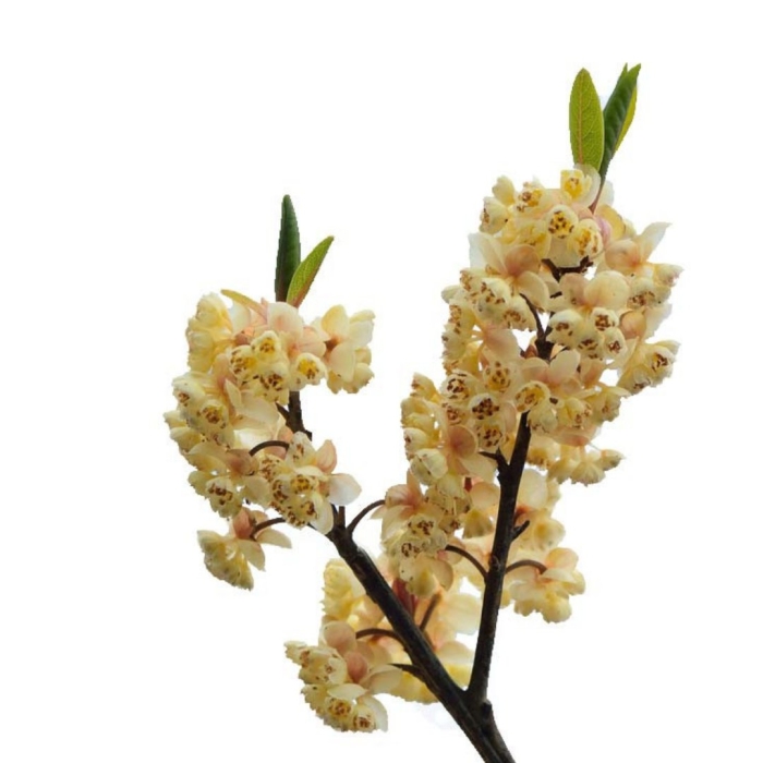 Литсея кубеба