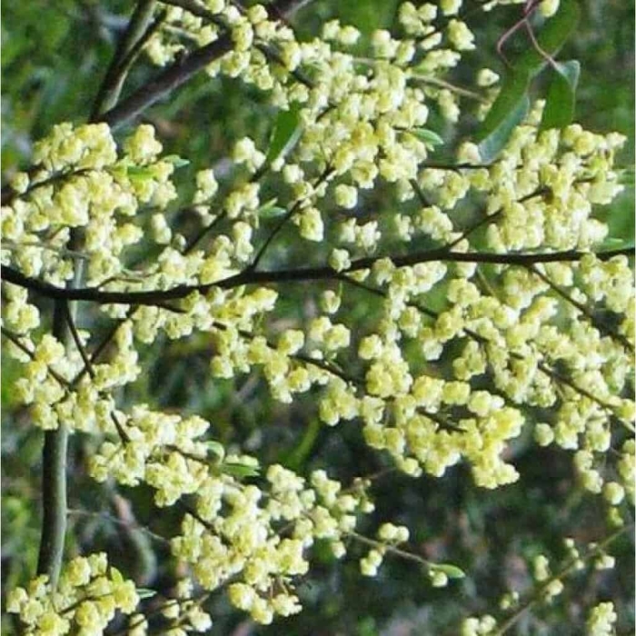 Litsea cubeba