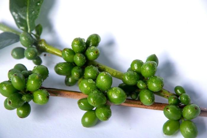 Green coffee bean extract