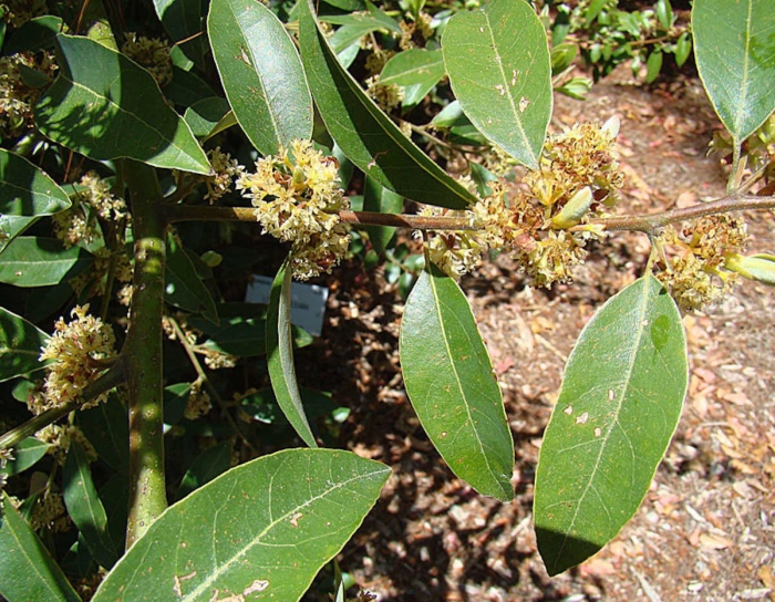 Laurus nobilis