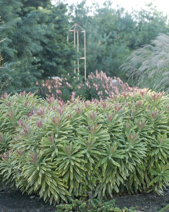 Эуфорбия euphorbia ascot rainbow