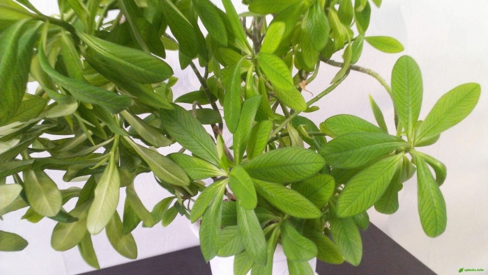 Молочай растение комнатное