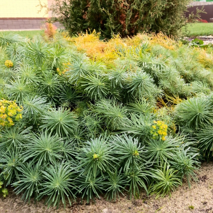 Молочай кипарисовый и многоцветковый