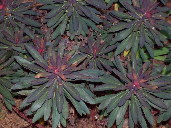 Молочай садовый многолетний