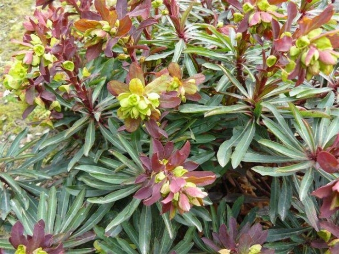 Euphorbia amygdaloides