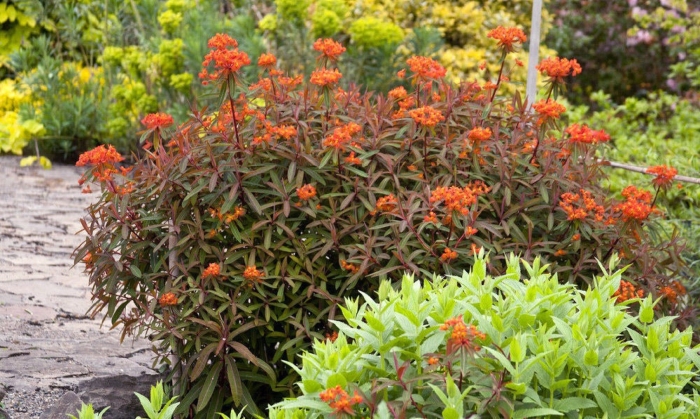 Молочай гриффита fireglow