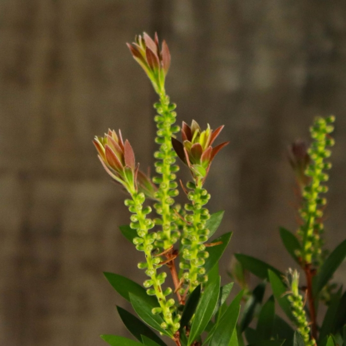 Каллистемон растение