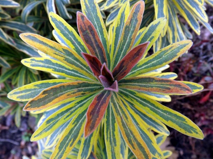 Молочай мартина  ascot rainbow (euphorbia martinii)