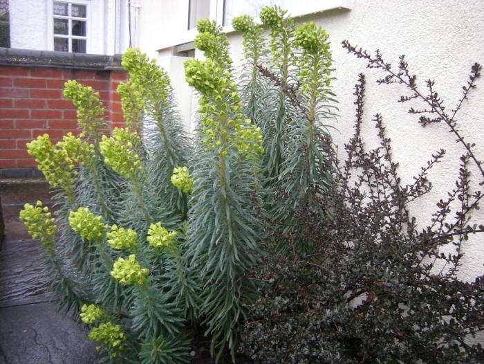 Молочай харациас