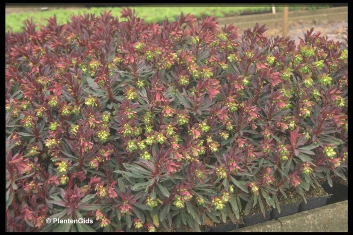 Молочай миндальный purpurea