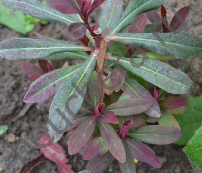 Молочай вальбертонс руби глоу