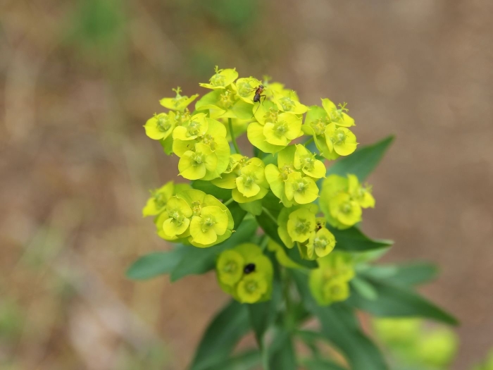 Euphorbia cyparissias