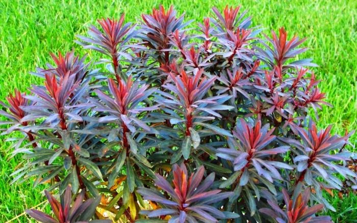 Молочай пурпуреа