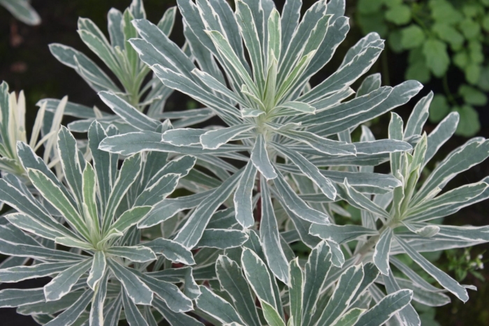 Молочай сильверсван