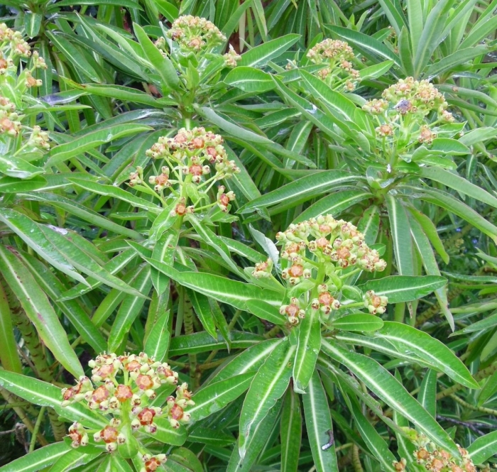 Молочай олеандролистный