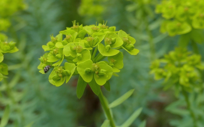 Молочай-солнцегляд (euphórbia helioscópia)