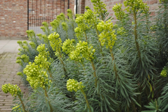 Euphorbia characias subsp wulfenii