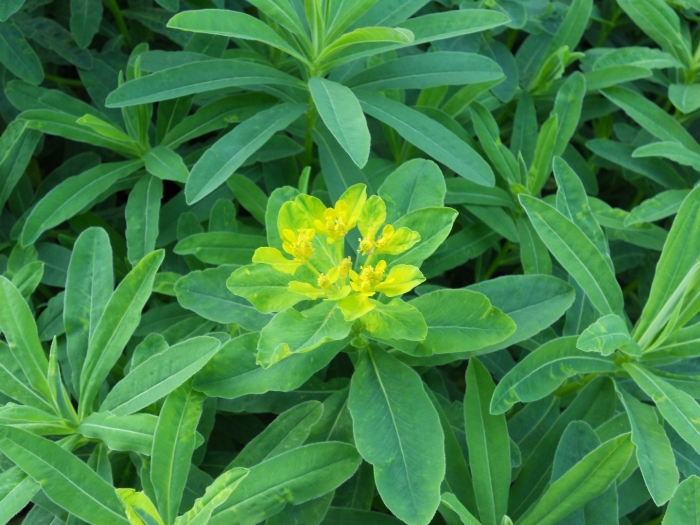 Молочай полихрома