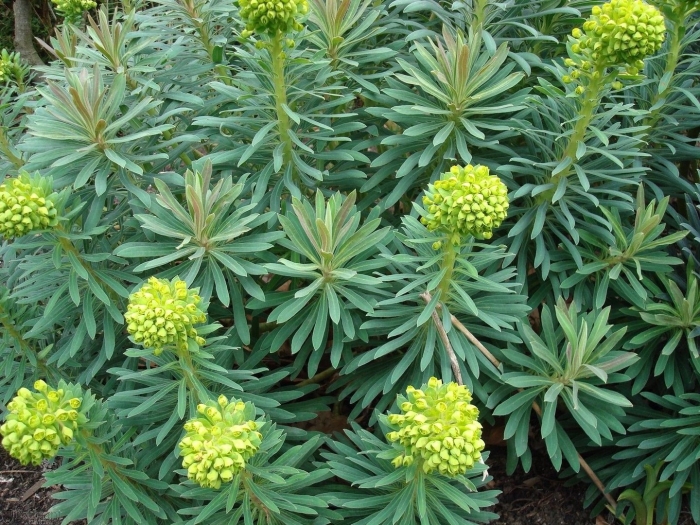 Amandelwolfsmelk euphorbia молочай