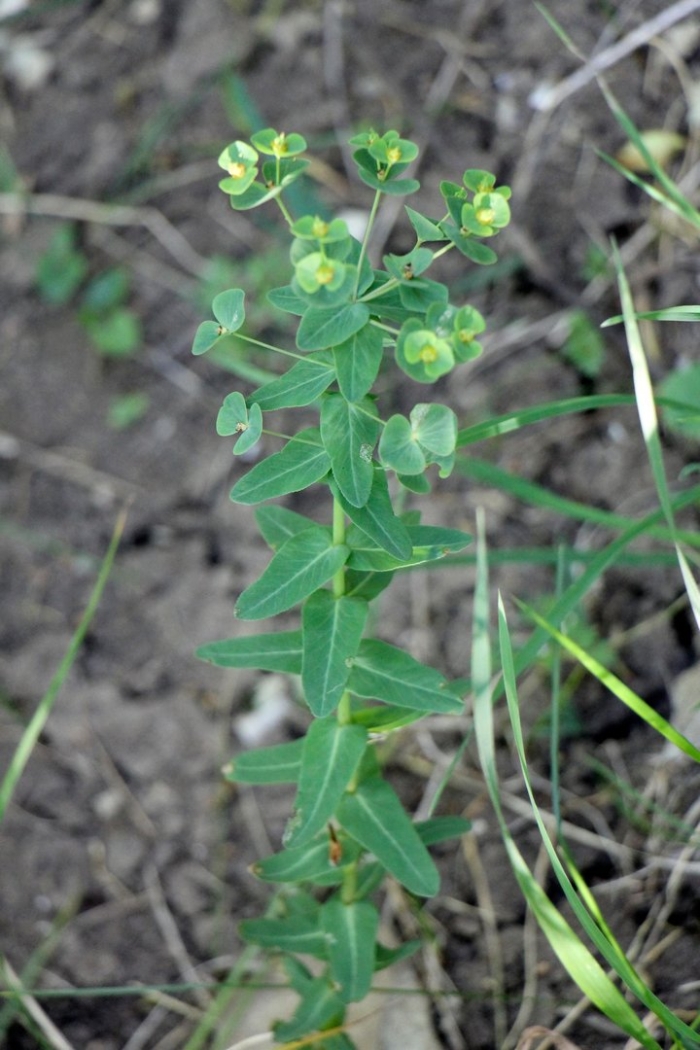 Молочай дикий полевой