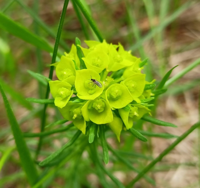 Молочай широколистный