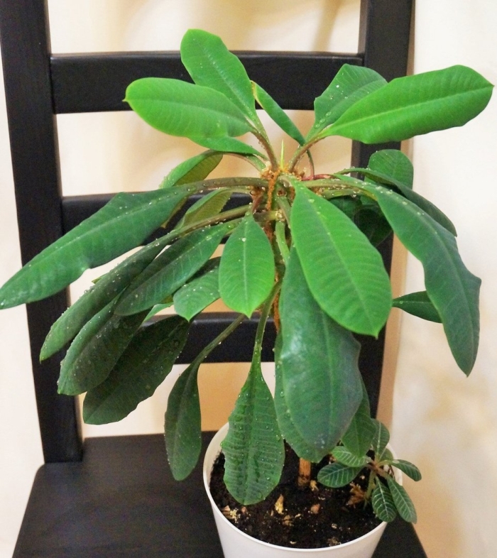 Эуфорбия молочай беложильчатый