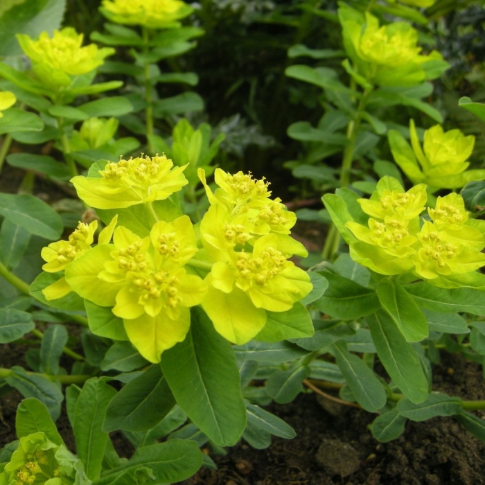 Молочай болотный