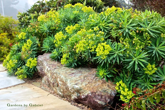 Молочай садовый многоцветковый