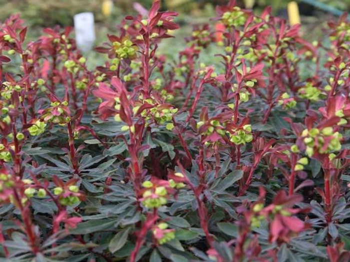 Молочай миндальный пурпуреа