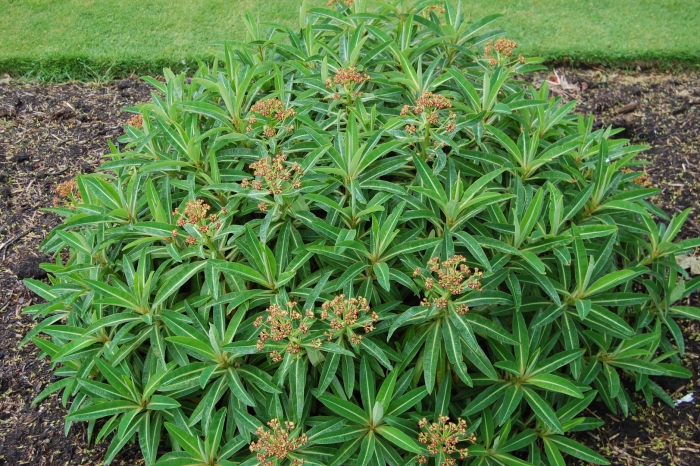 Молочай  bonfire (euphorbia polychroma)