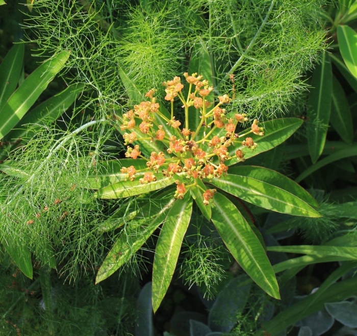 Молочай крымский