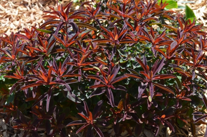 Молочай бонфаер многоцветковый бонфайер