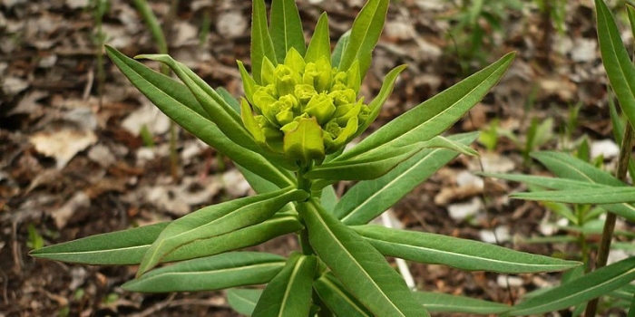 Молочай полумохнатый