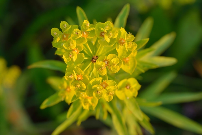 Молочай (euphorbia)