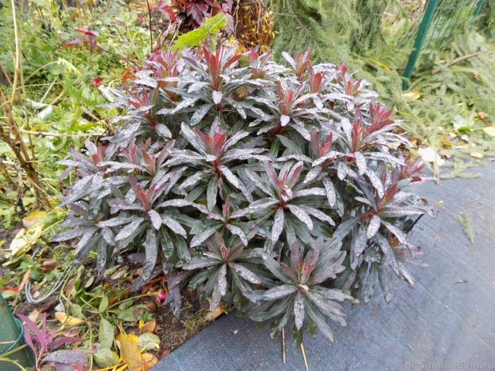 Молочай purpurea (пурпуреа)