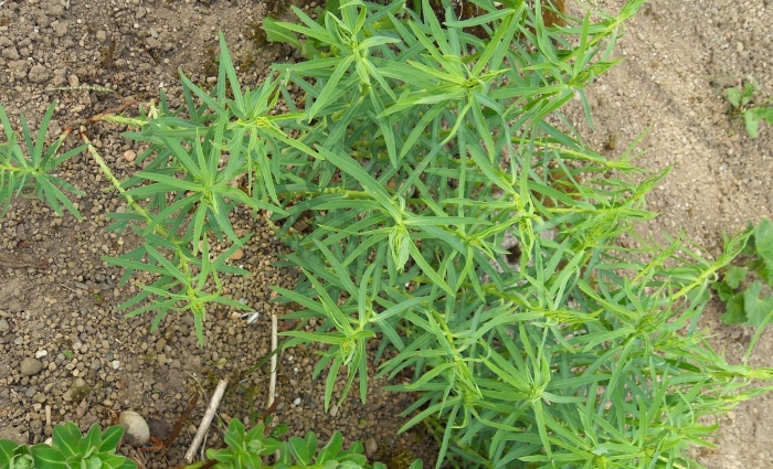 Молочай вальдштейна сорняк