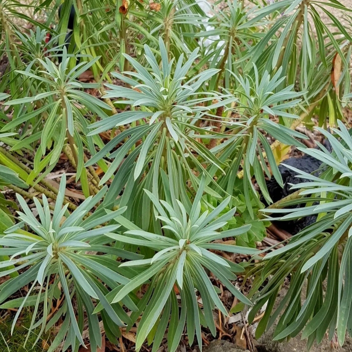 Молочай вульфена