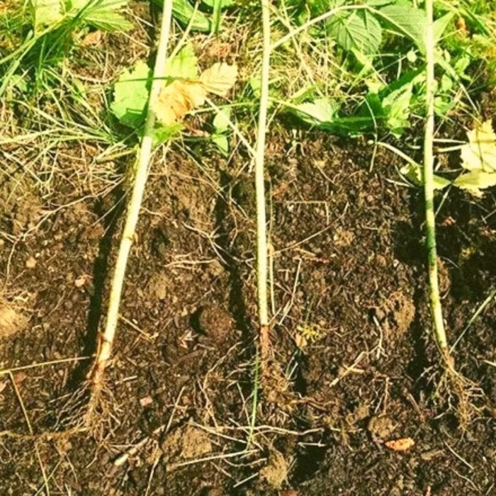 Рассадка малины