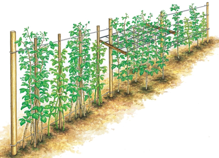 Ежемалина кимберли шпалера