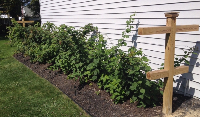 Шпалера для ежевики торнфри