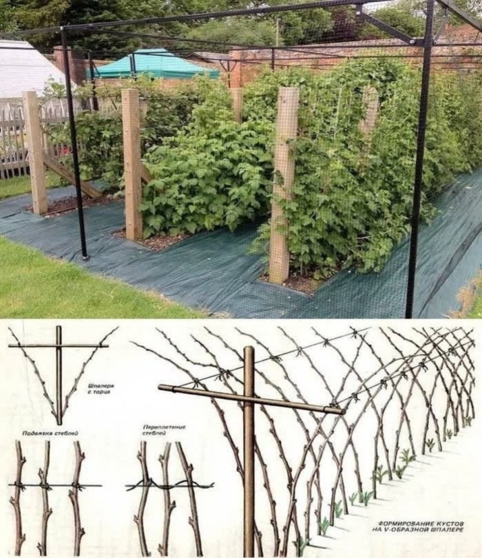 Ежемалина тайберри шпалеры