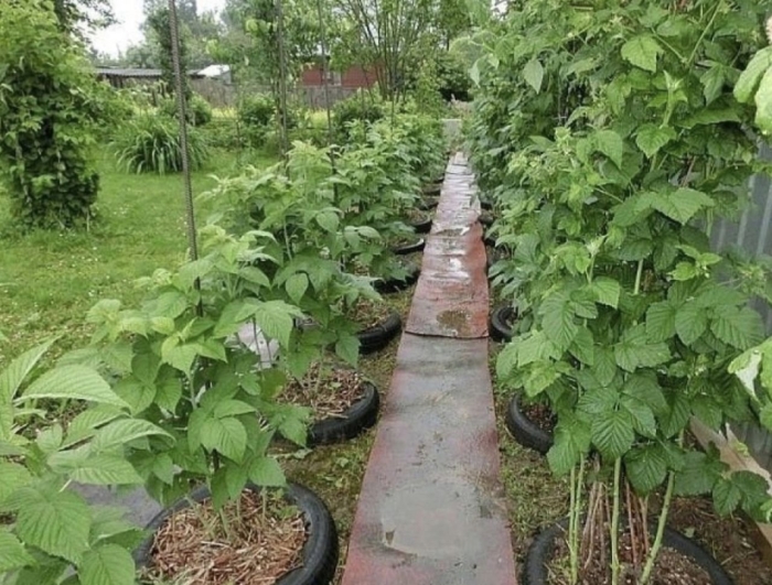 Посадка малины на участке