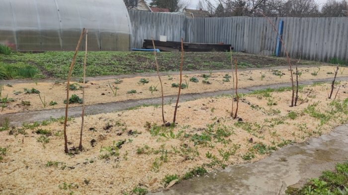 Пересадка малины осенью на новое место